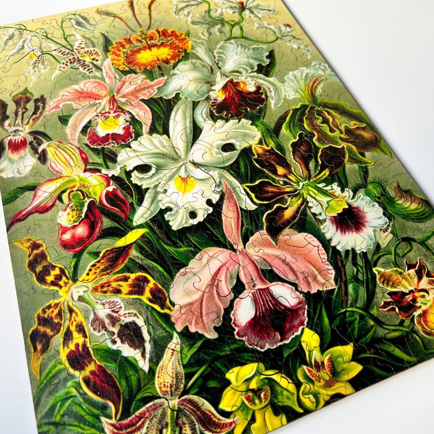219 pieces - Orchids - Original Artwork from Ernst Haeckel