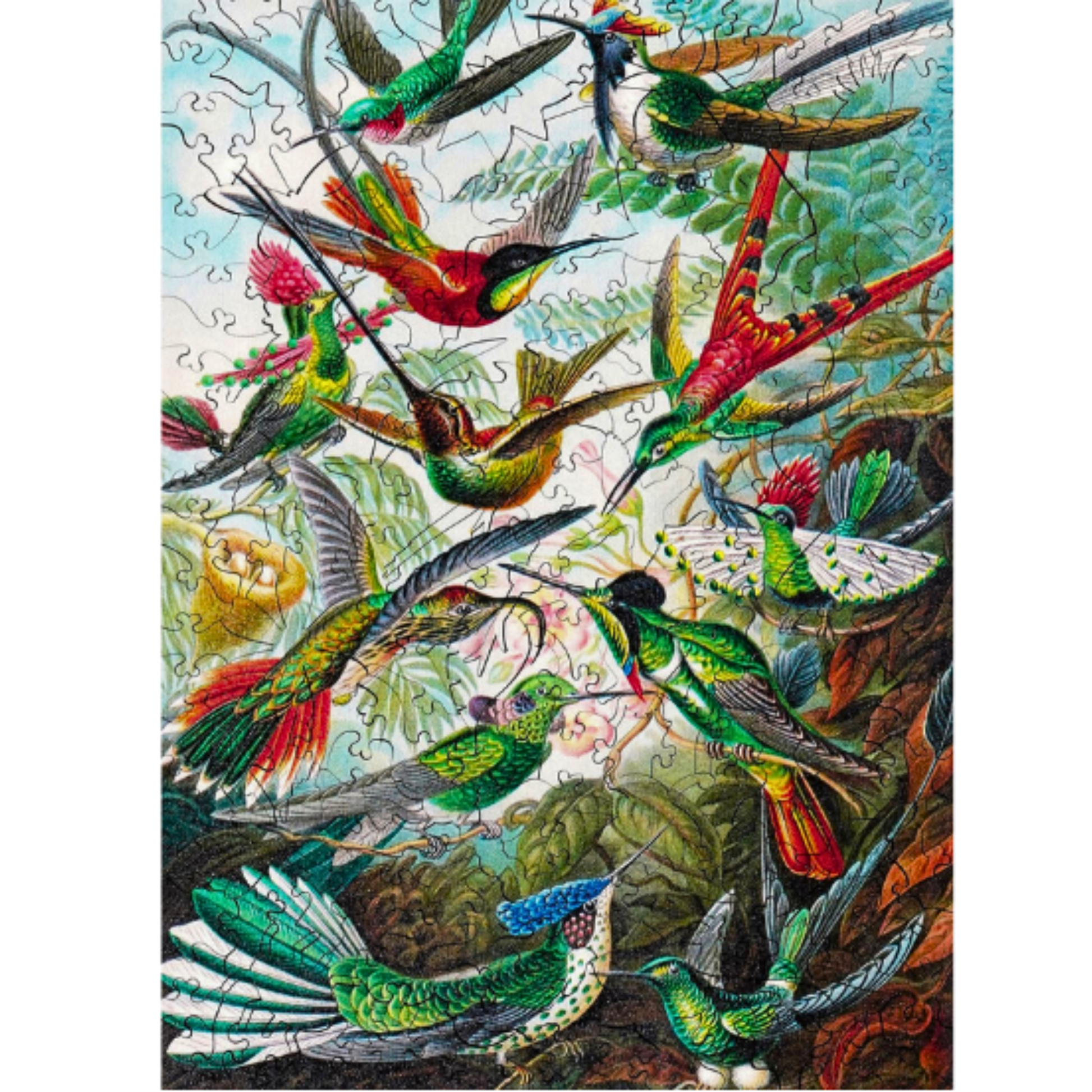 228 Pieces - Hummingbirds - Original Artwork Ernst Haeckel – Twigg Puzzles