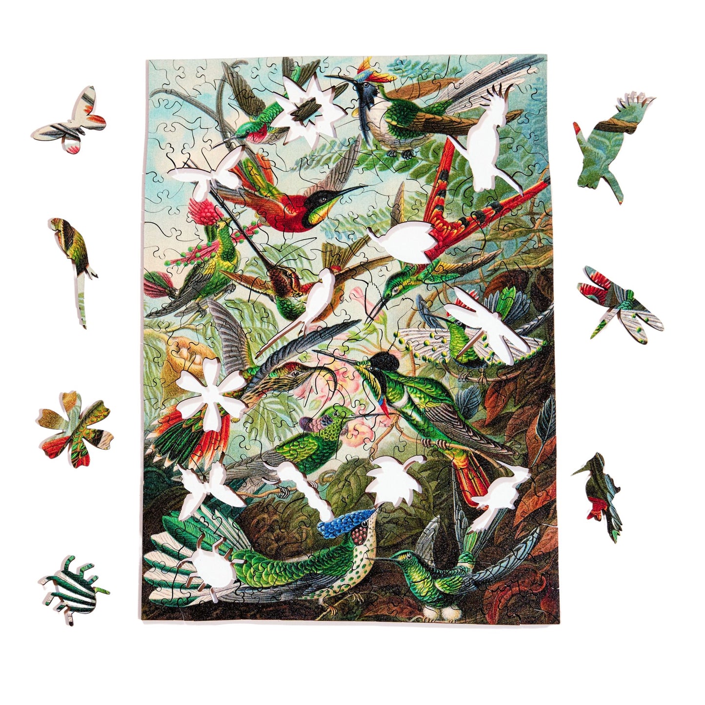 Hummingbirds - Ernst Haeckel