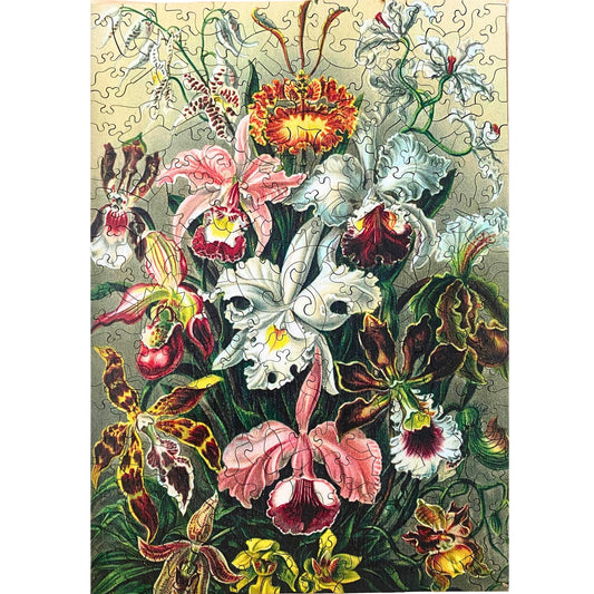 219 pieces - Orchids - Original Artwork from Ernst Haeckel