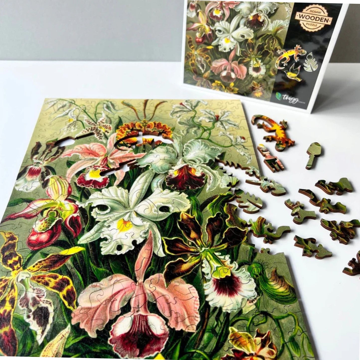 219 pieces - Orchids - Original Artwork from Ernst Haeckel