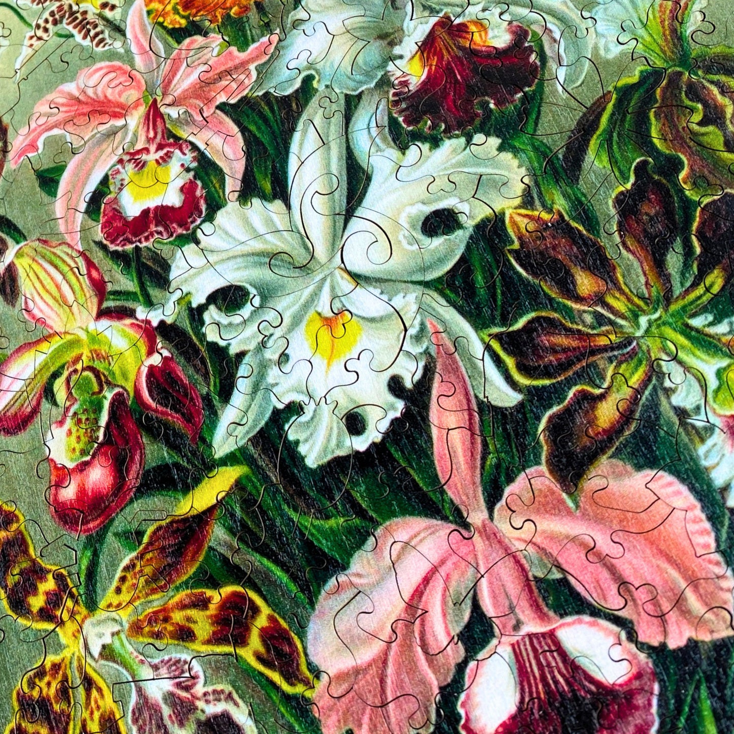 219 pieces - Orchids - Original Artwork from Ernst Haeckel