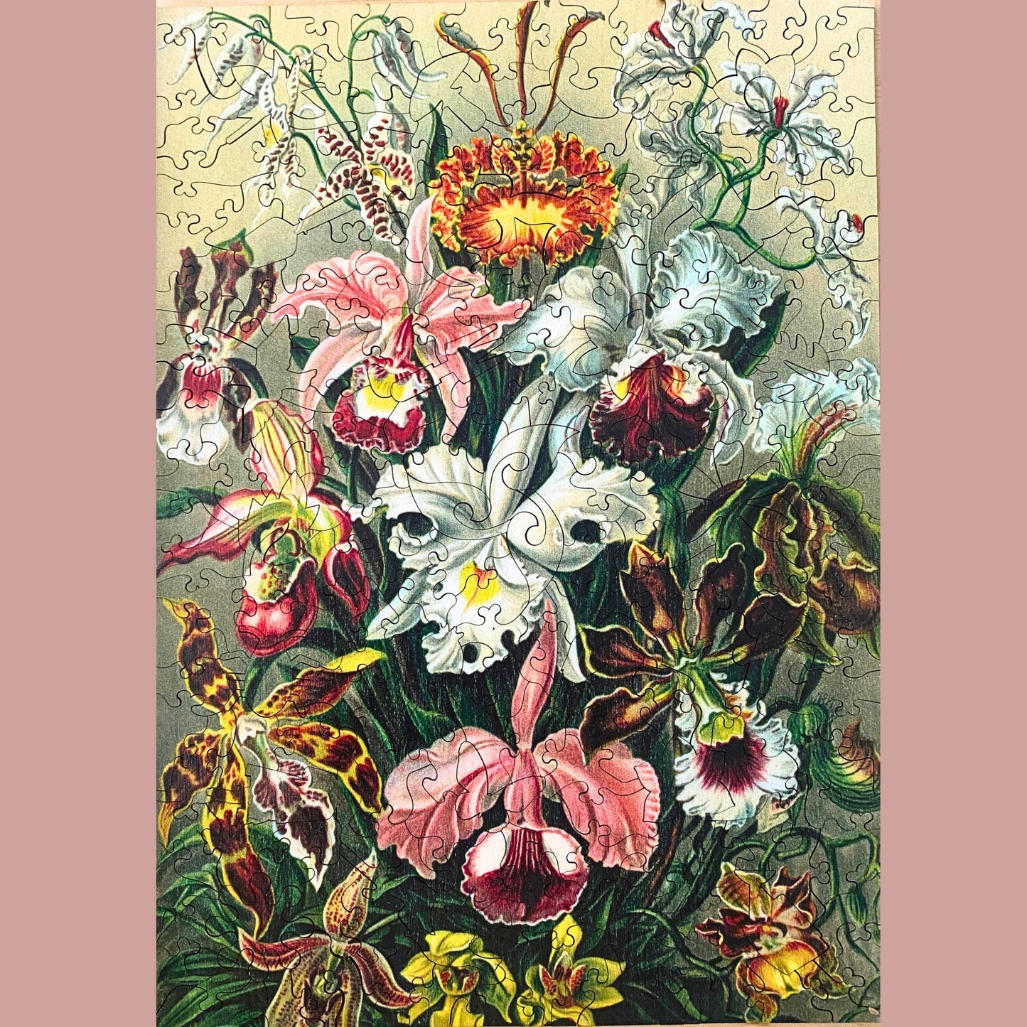 219 pieces - Orchids - Original Artwork from Ernst Haeckel