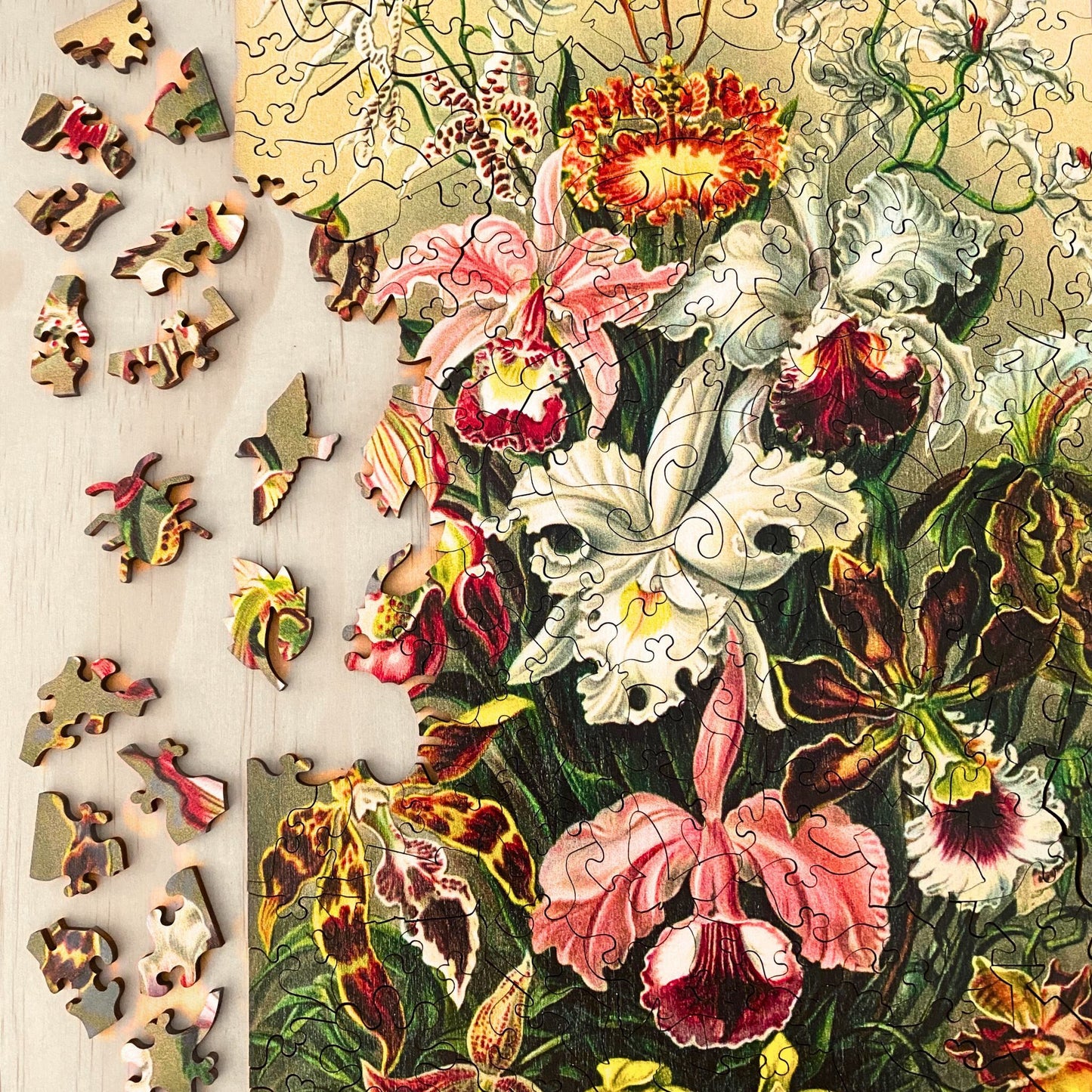 219 pieces - Orchids - Original Artwork from Ernst Haeckel