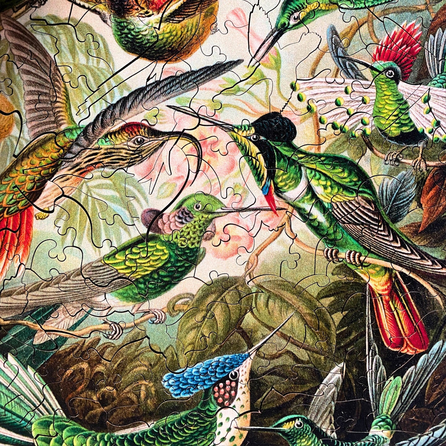 228 Pieces - Hummingbirds - Original Artwork Ernst Haeckel