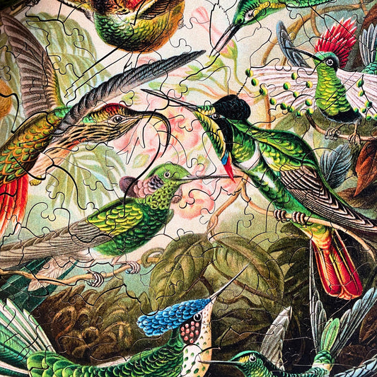 228 Pieces - Hummingbirds - Original Artwork Ernst Haeckel