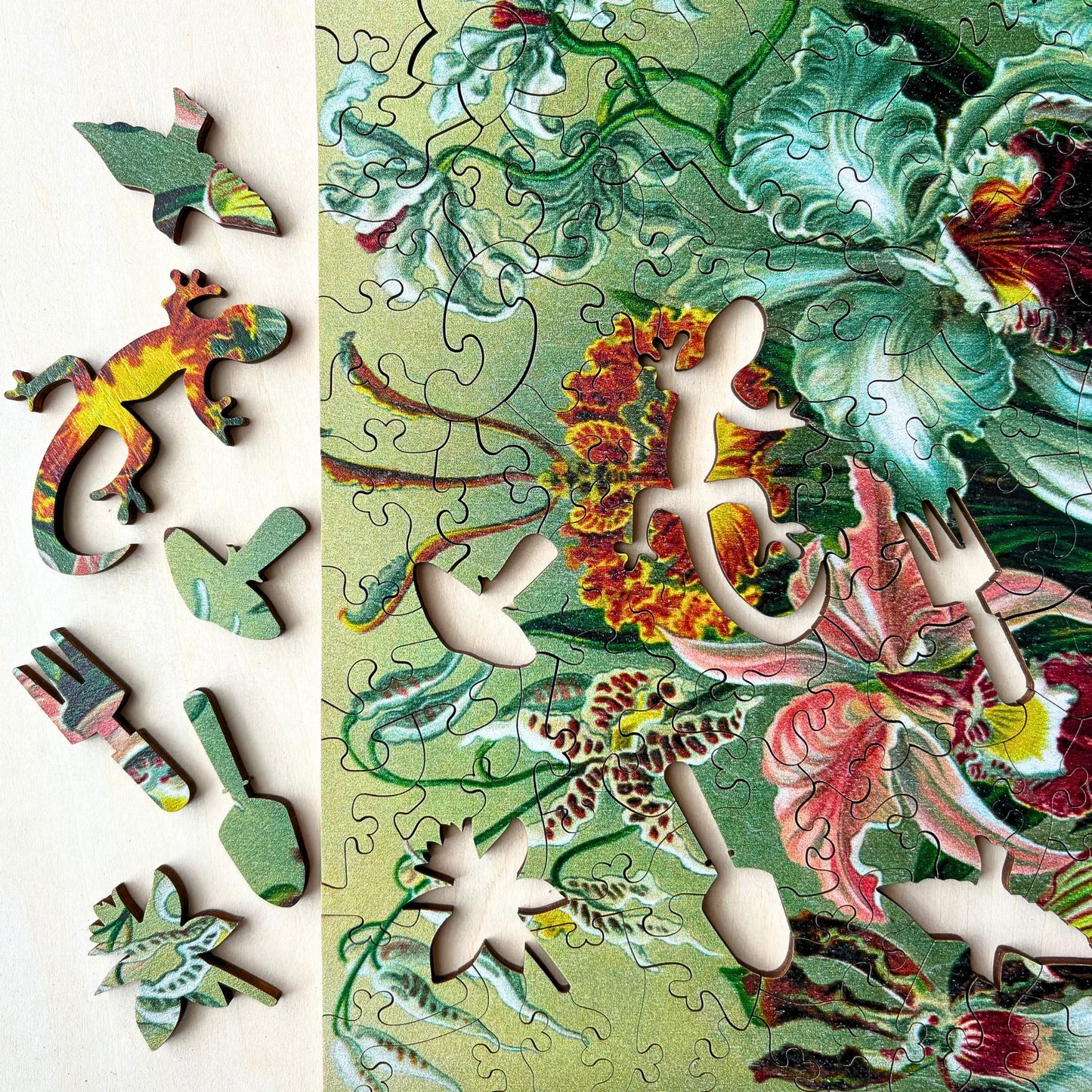 219 pieces - Orchids - Original Artwork from Ernst Haeckel