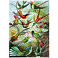 228 Pieces - Hummingbirds - Original Artwork Ernst Haeckel