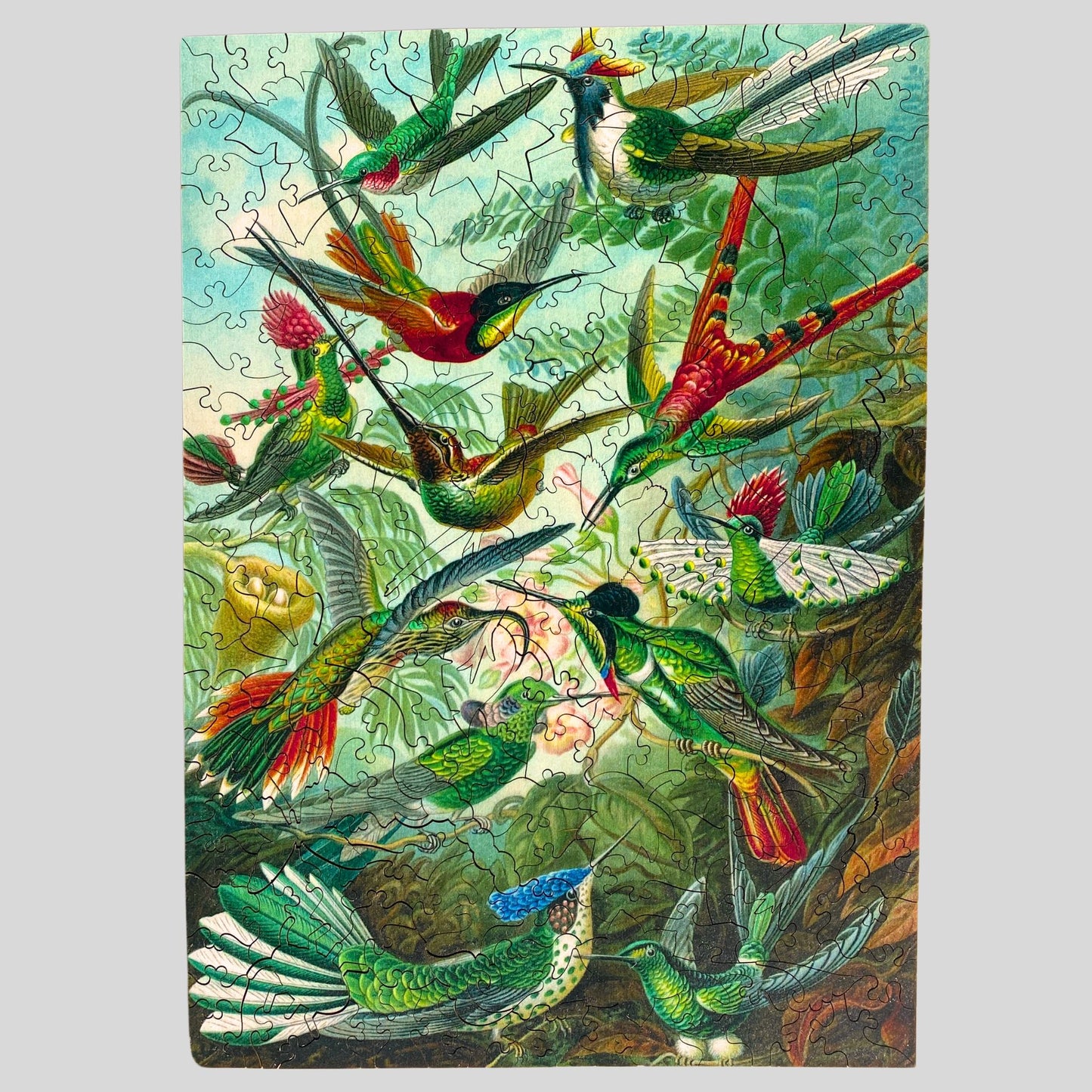 228 Pieces - Hummingbirds - Original Artwork Ernst Haeckel