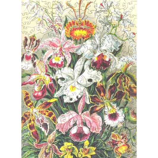 219 pieces - Orchids - Original Artwork from Ernst Haeckel